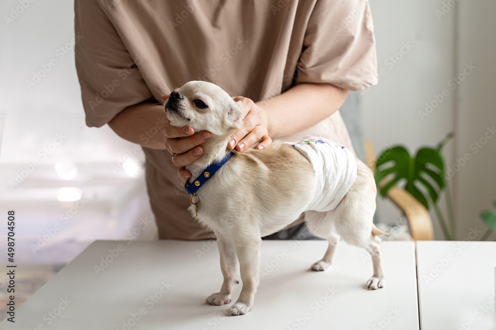 Veterinarian conducts physical examination of pet. Concept of care of domestic animal health