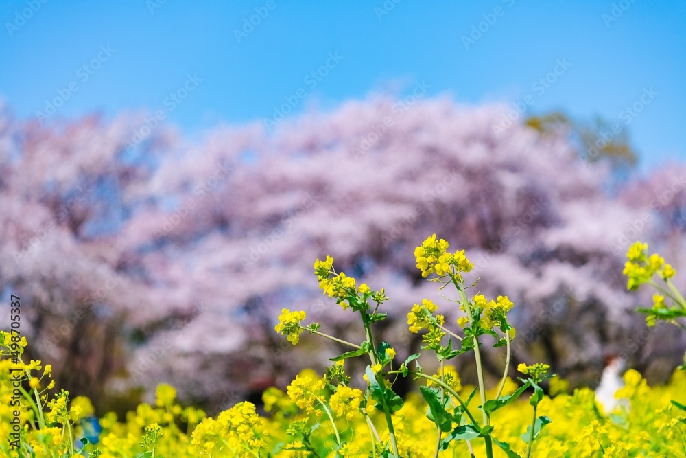 Obraz premium lavender field in spring