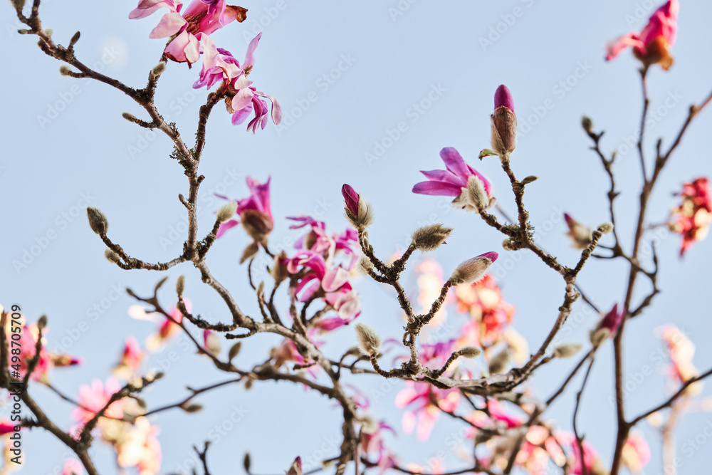 Branches of a pink Loebner Magnolia (Leonard Messel, Magnolia loebneri) in bloom. Branches of a pink Loebner Magnolia (Leonard Messel, Magnolia loebneri) in bloom.
