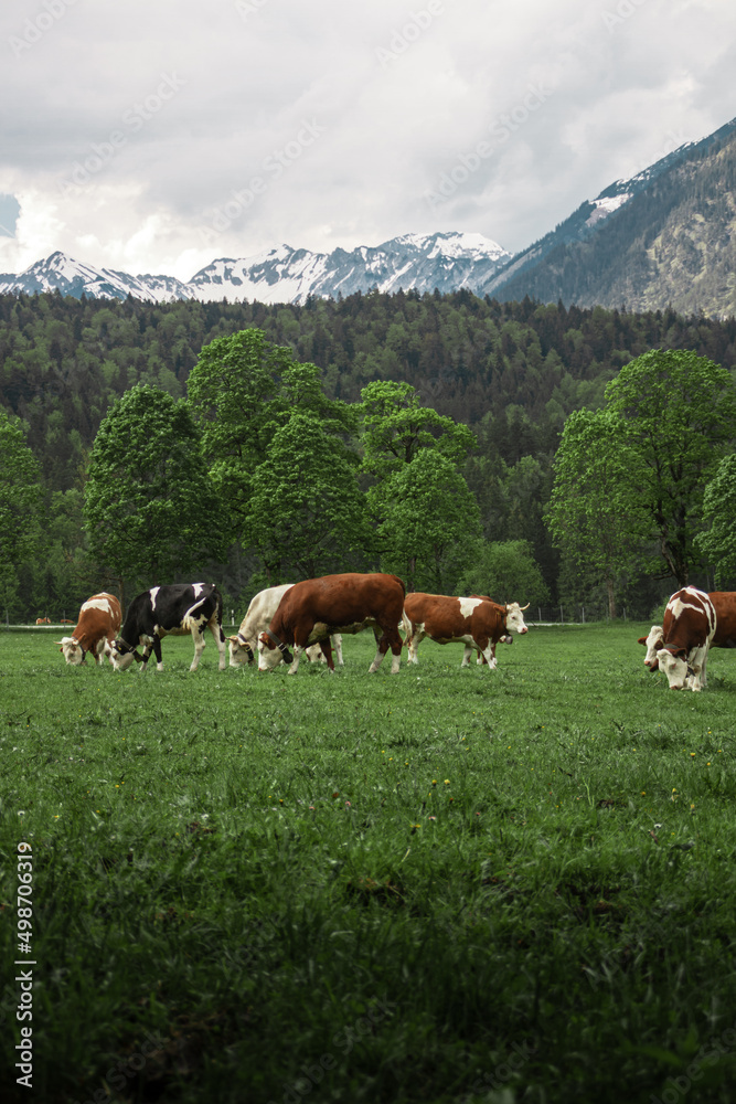 Alpine meadows. Alpine cows. Milka Mountain Zugspitze. Bavarian Alps. Germany. Beautiful mountain landscapes are visible from the forest.