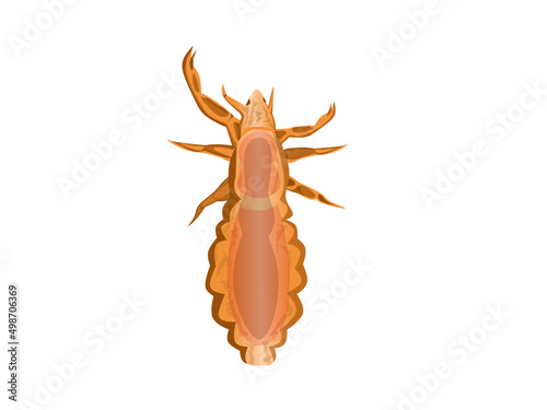 Vector illustration, head lice or Pediculus humanus capitis with eggs stuck to hair, isolated on white background.