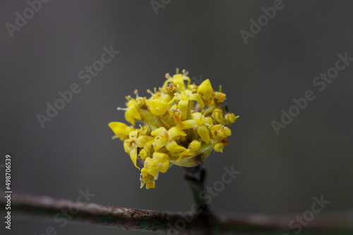 branches with flowers of European Cornel Cornus mas in early spring. Cornelian cherry, European cornel or Cornelian cherry dogwood Cornus mas flovering. Early spring flowers in natural habitat photo