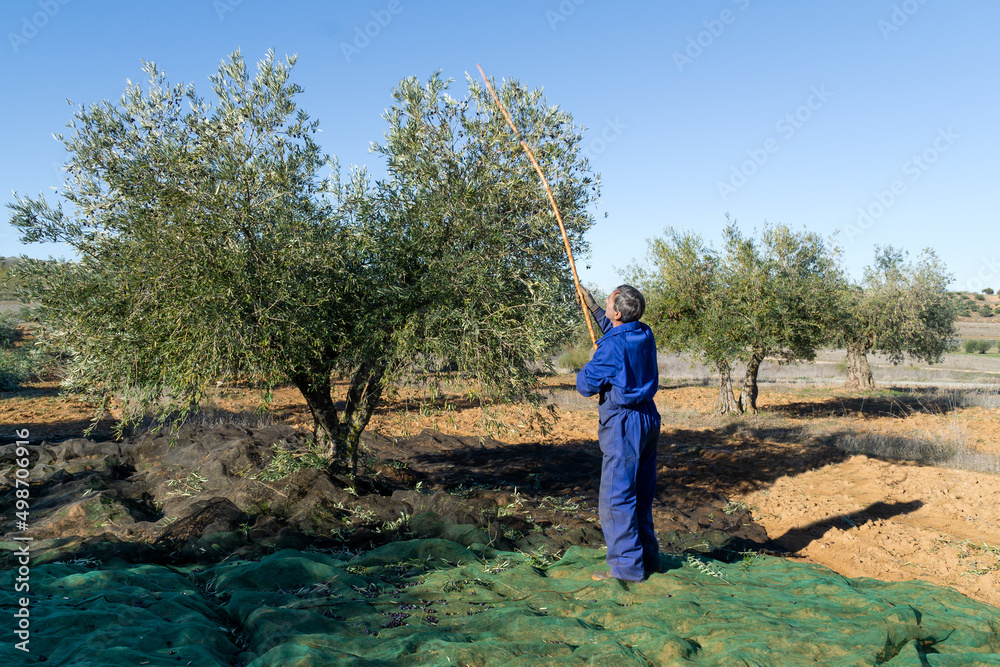 Man working in the field picking olives