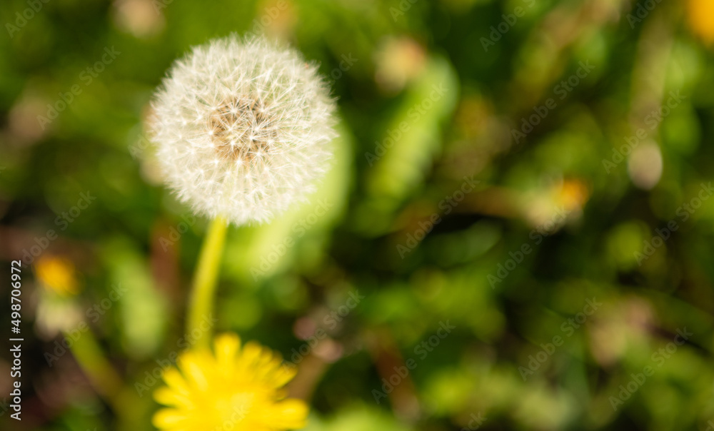dandelion blowball flower. macro. nature beauty. selective focus and copy space. dandelion blowball flower. macro. nature beauty. selective focus and copy space.