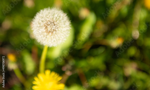dandelion blowball flower. macro. nature beauty. selective focus and copy space.