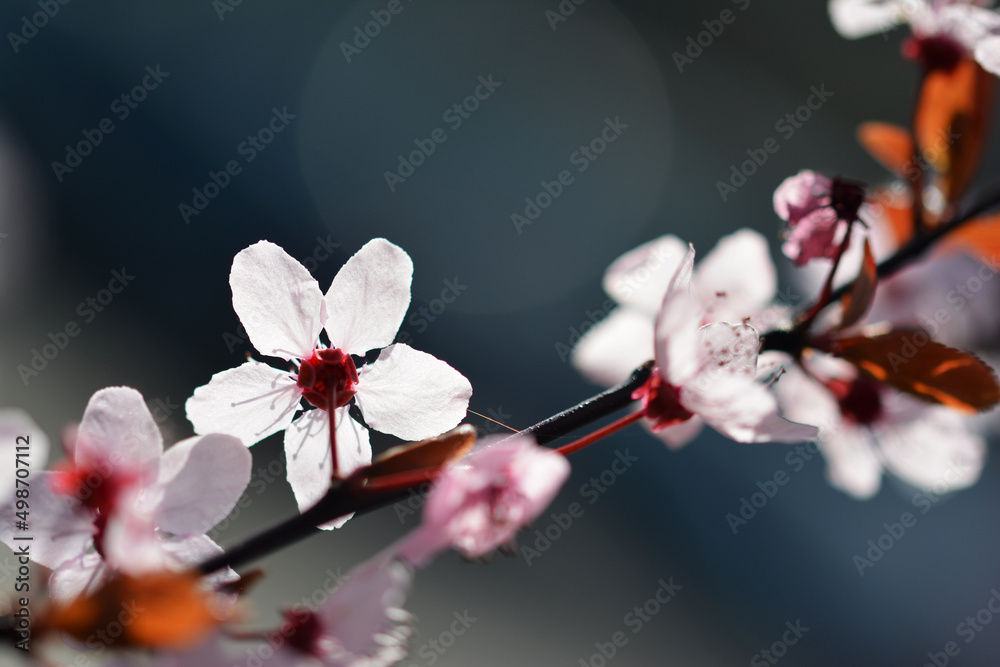 Piękny kolorowy wiosenny kwiat na kwitnący na drzewie owocowym. - obrazy, fototapety, plakaty 