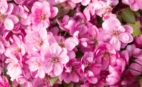 pink flowers background of blooming sakura tree in spring © be free