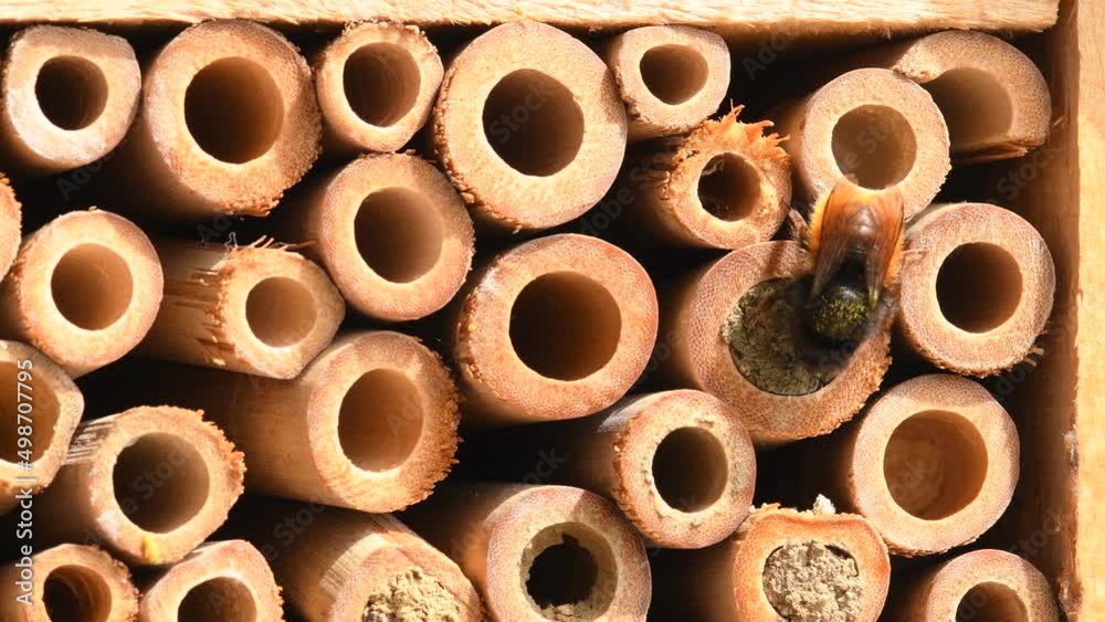 the European orchard bee in an insect hotel