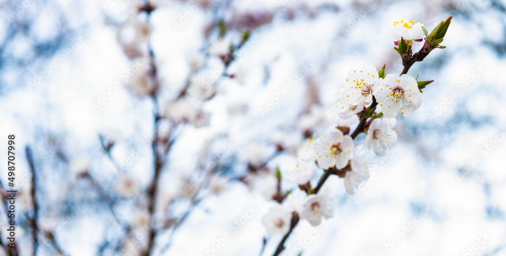Sakura flowers blossoming on tree branches in spring on natural blurred background, blossom