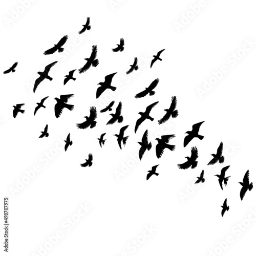 flying birds set silhouette, isolated on white background vector