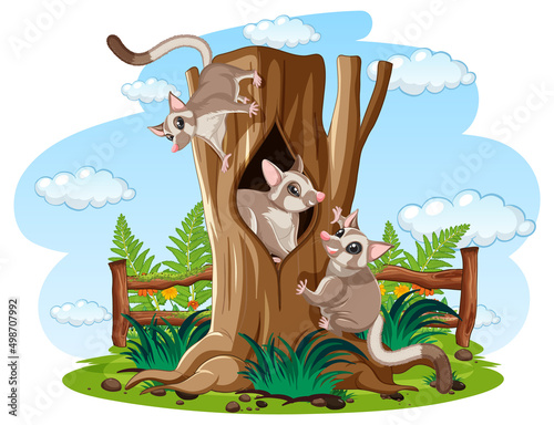 Three sugar gliders climbing wood