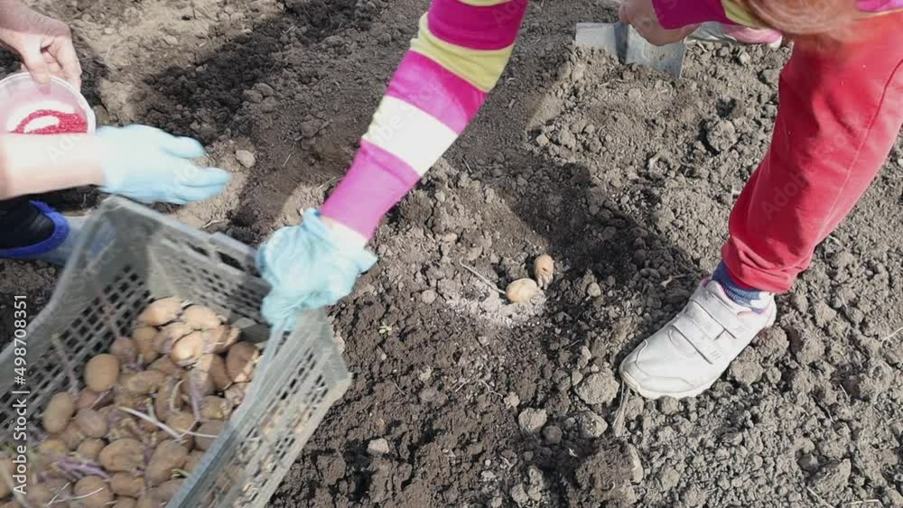 Two women plant potatoes in the garden with shovels in the spring Two women plant potatoes in the garden with shovels in the spring