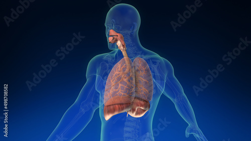 3d human lung inside human body with its parts visible. Medically accurate human lungs. © Cinefootage Visuals