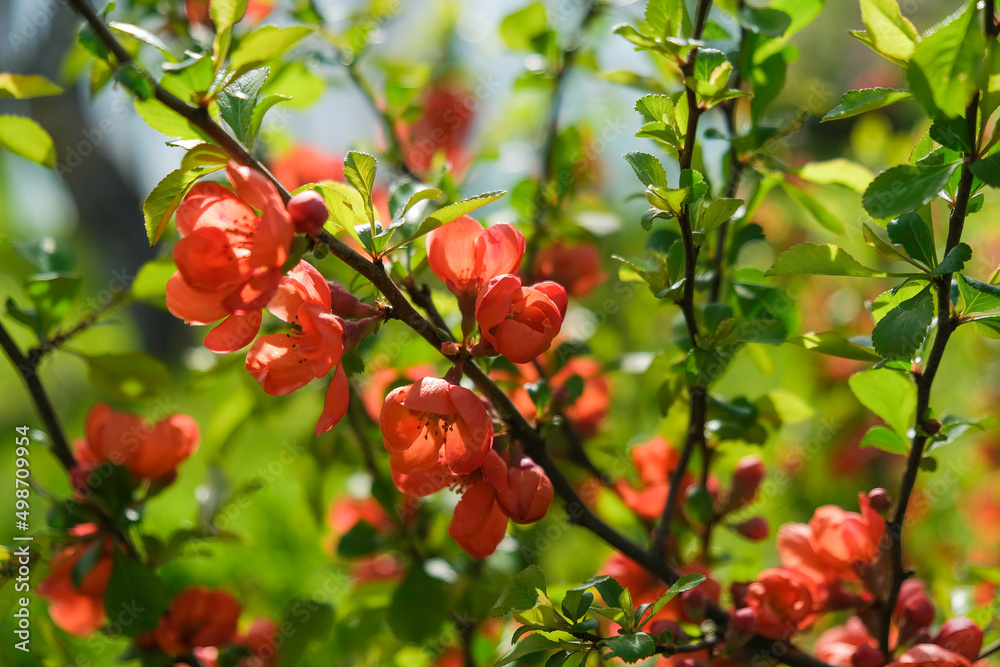 Fototapeta premium Red quince flowers blooming in garden