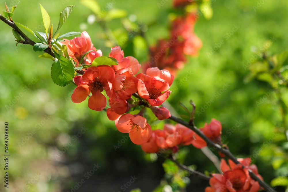Red quince flowers blooming in garden Red quince flowers blooming in garden