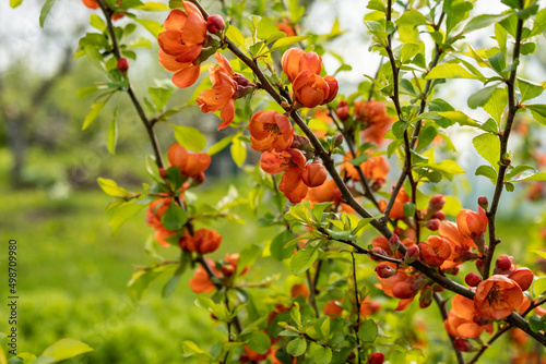 Red quince flowers blooming in garden