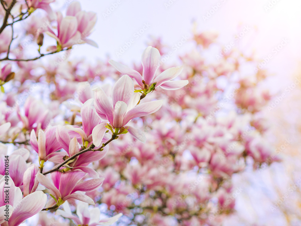 Branch magnolia pink blooming tree flowers in soft light. Purple tender blossom Magnoliaceae soulangeana in sunny spring day in garden Spring time Natural floral background. Botanical garden concept Branch magnolia pink blooming tree flowers in soft light. Purple tender blossom Magnoliaceae soulangeana in sunny spring day in garden Spring time Natural floral background. Botanical garden concept