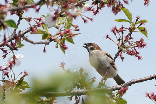 sparrow on a branch