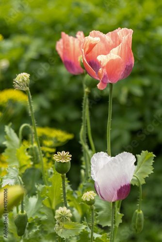 Poppy flower in the garden