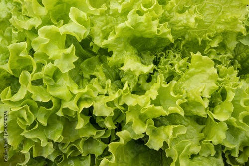 Fresh green lettuce salad close-up