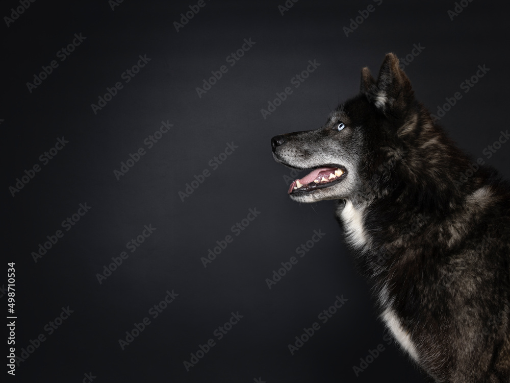 Head shot of black American Wolfdog with mesmerizing light blue eyes. Profile shot. Mouth closed. Looking to the side. Isolated on a black background.