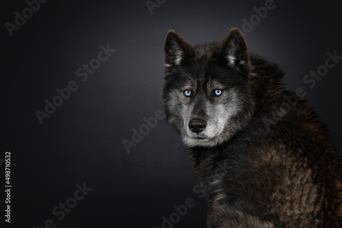 Head shot of black American Wolfdog with mesmerizing light blue eyes. Looking over shoulder towards camera. Isolated on a black background.