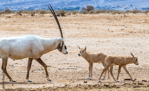 Antelope arabian white oryx (Oryx dammah) inhabits native environments of Sahara desert, recently introduced into nature reserves of the Middle East. Adult and juvenile animals photo