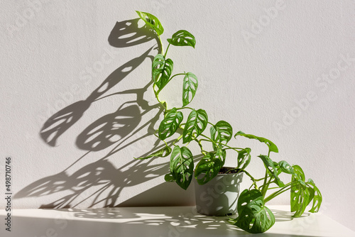 monstera monkey mask (obliqua, Monstera adansonii) in a pot on white background. home gardening concept