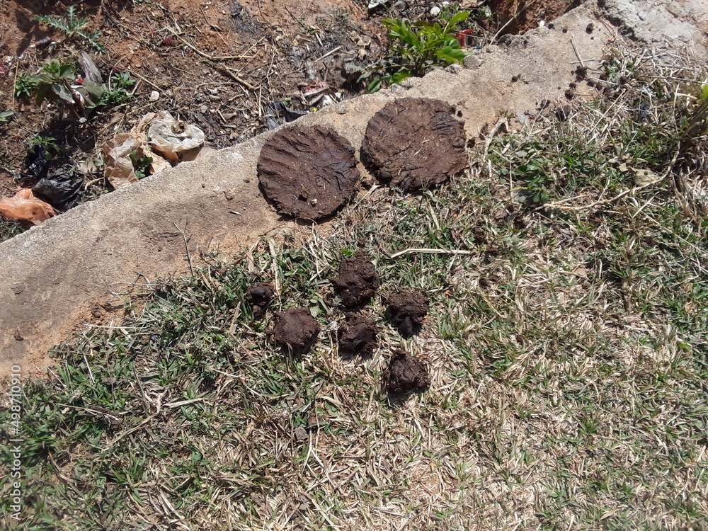 Mud pot little grass plant in a field, cow animal black dung Indian country, Coconut root plant in India Khajur plant Mud pot little grass plant in a field, cow animal black dung Indian country, Coconut root plant in India Khajur plant