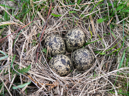 Lapwing nest in a meadow in the floodplain of the Pripyat River