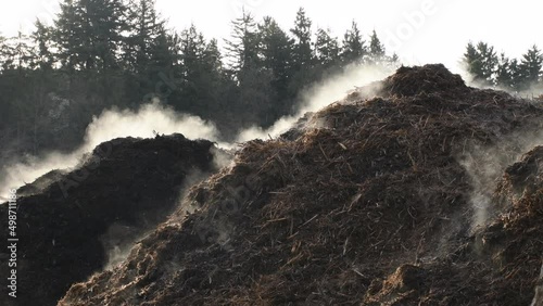 compost heap with steam in the morning