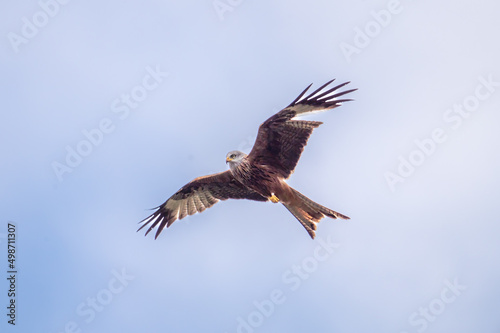 Red Kite  Milvus milvus  flying in a blue sky above mid-Wales