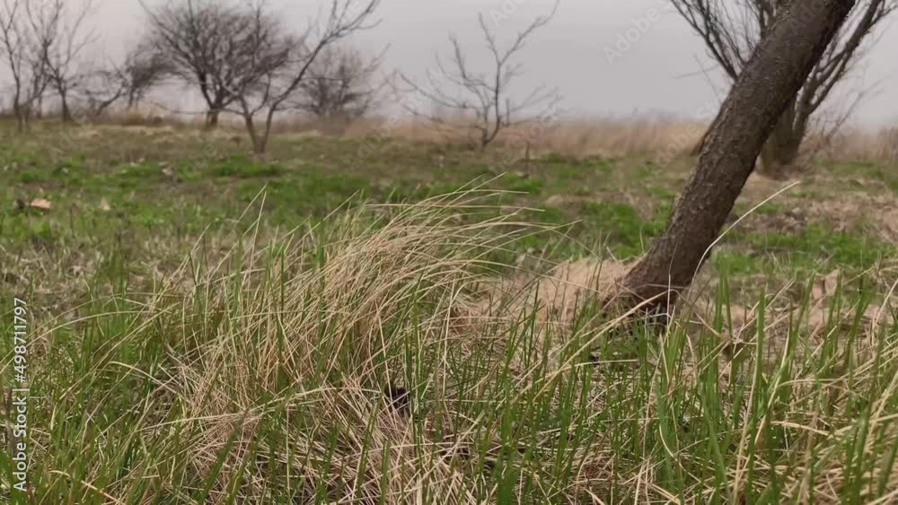 The grass in the field flutters in the wind