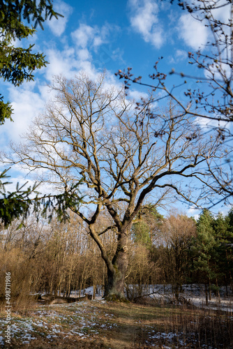 stary duży dąb bez liści, Stary dąb w srodku lasu, Stare drzewa 