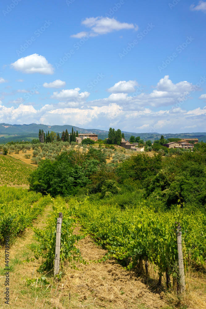 Vineyards of Chianti near Siena