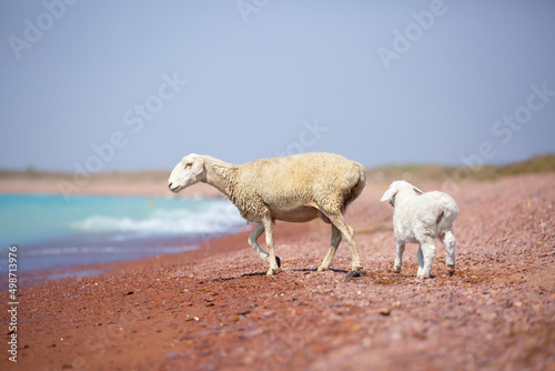 A flock of goats and sheeps came on the watering hole to the shore of the lake on a hot summer morning.