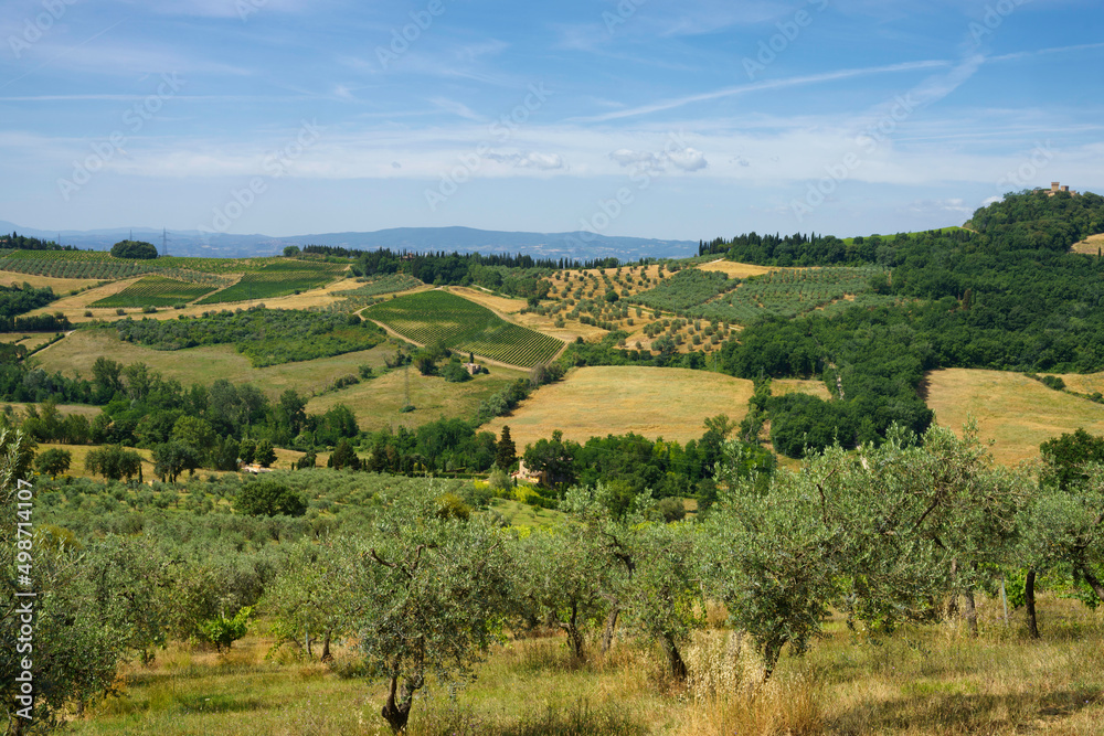 Vineyards of Chianti at summer