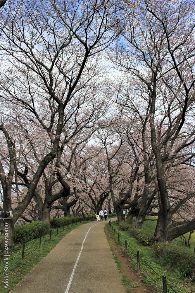 埼玉県幸手市・権現堂桜堤