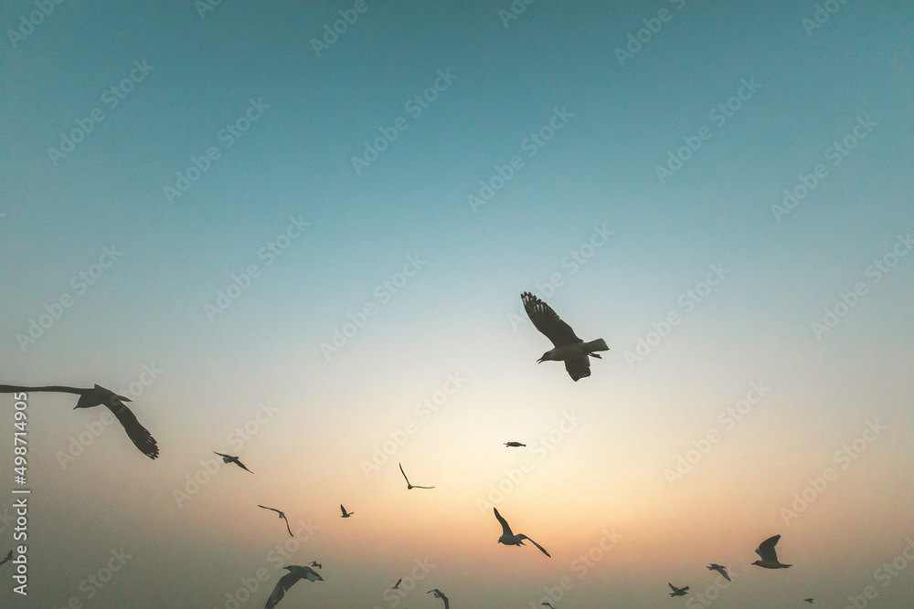 Fototapeta premium Seagull bird flying on sea at Bang poo, Samutprakan, Thailand.