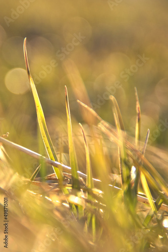 Green grass sprouts. With blurred background. Vertical.