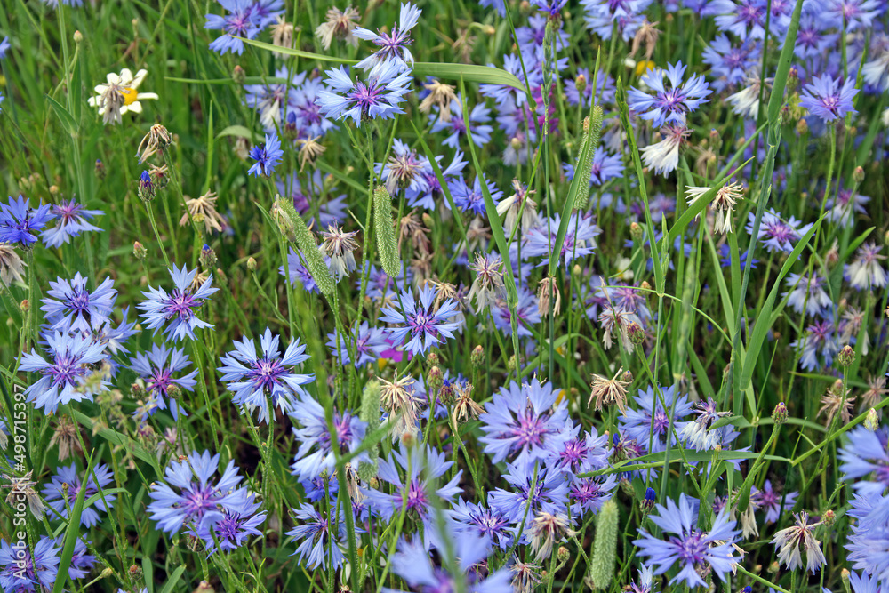 Fototapeta premium Field of Cornflowers, Castelluccio di Norcia, Italy 