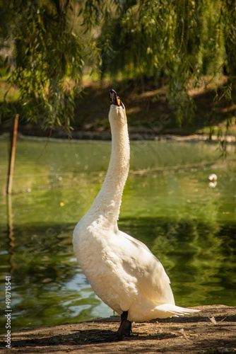 The white swan spreads its wings on the water.