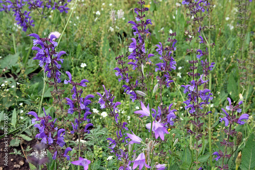 Meadow Clary flowers, Castelluccio di Norcia, Italy 