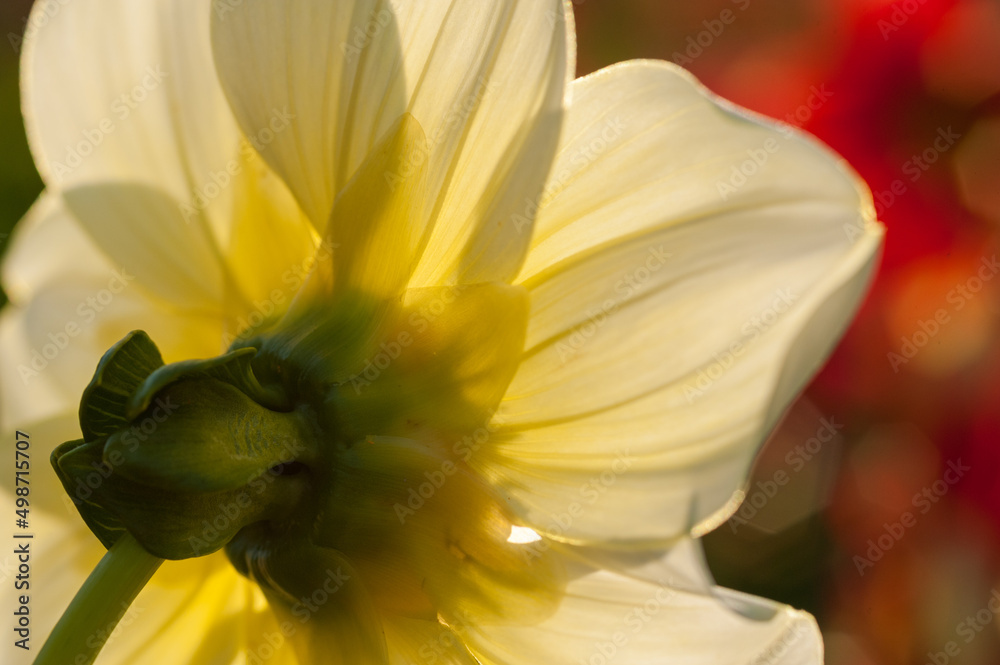 Obraz premium Dahlia