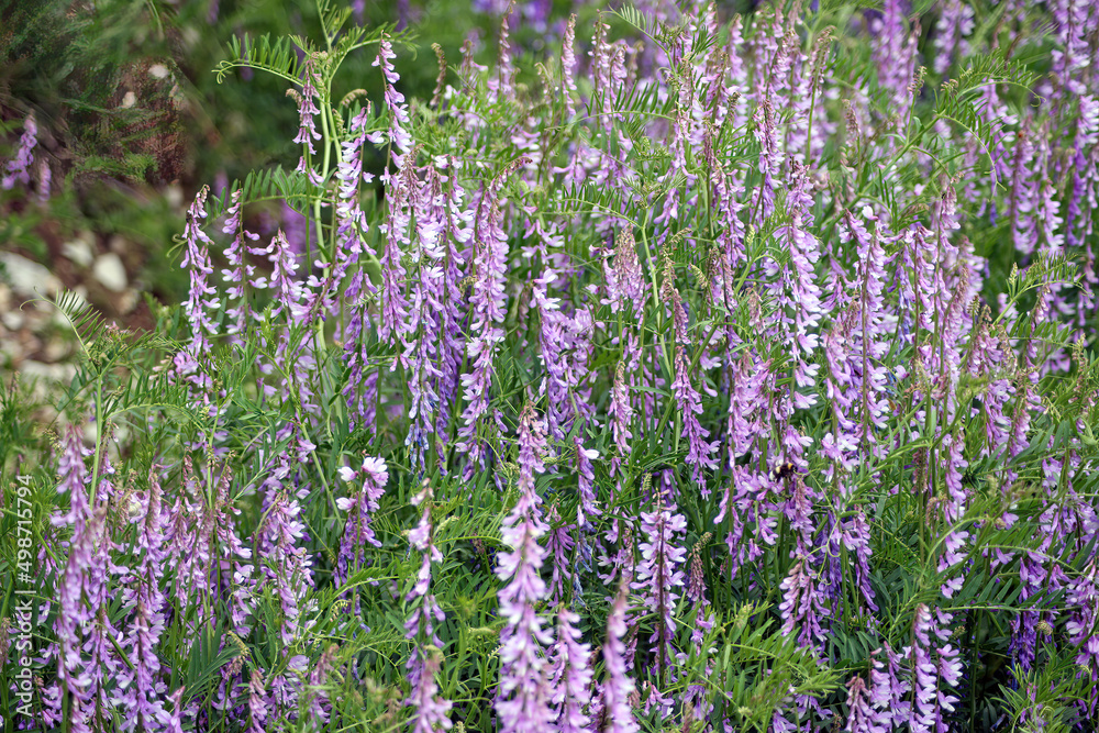 Obraz premium Patch of Fine leaved vetch, Castelluccio di Norcia, Italy 