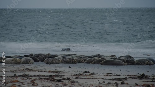 Wallpaper Mural Seal colony on sandy beach with single seal guarding territory, static view Torontodigital.ca