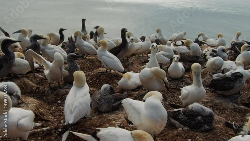 Endless count of gannet bird in coastline colony, time lapse static view photo