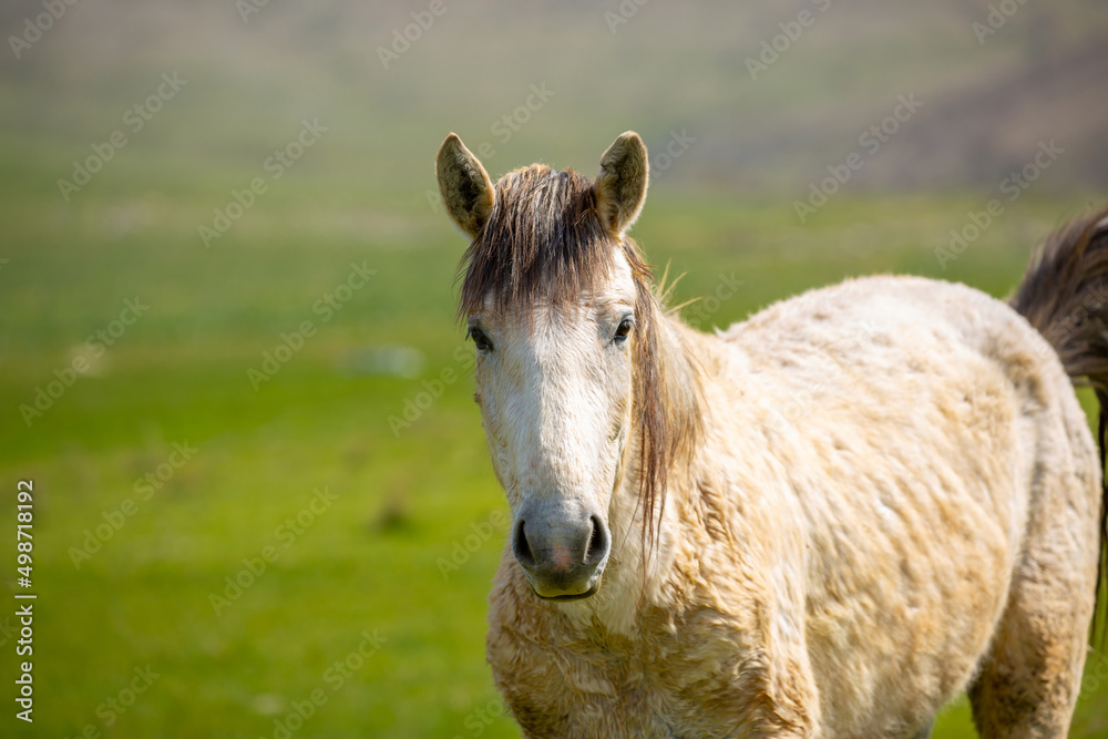 Horses gallop over mountains and hills. A herd of horses grazes in the autumn meadow. Livestock concept, with place for text.