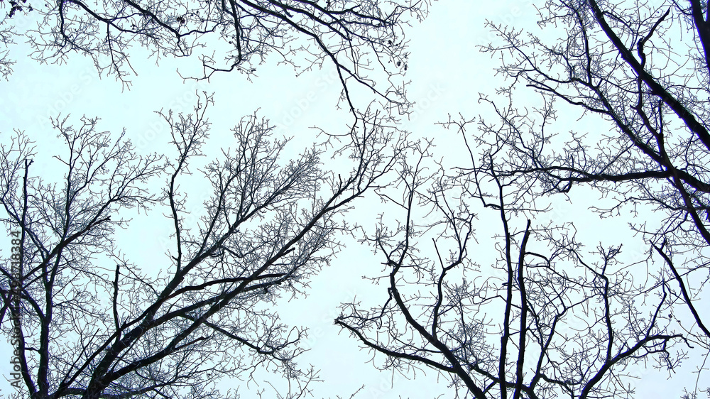 Leafless branches isolated on white background. Bottom view on the tops of the trees in winter forest on background cloudy sky. Bottom view on the tops of the trees in winter forest on background sky Leafless branches isolated on white background. Bottom view on the tops of the trees in winter forest on background cloudy sky. Bottom view on the tops of the trees in winter forest on background sky
