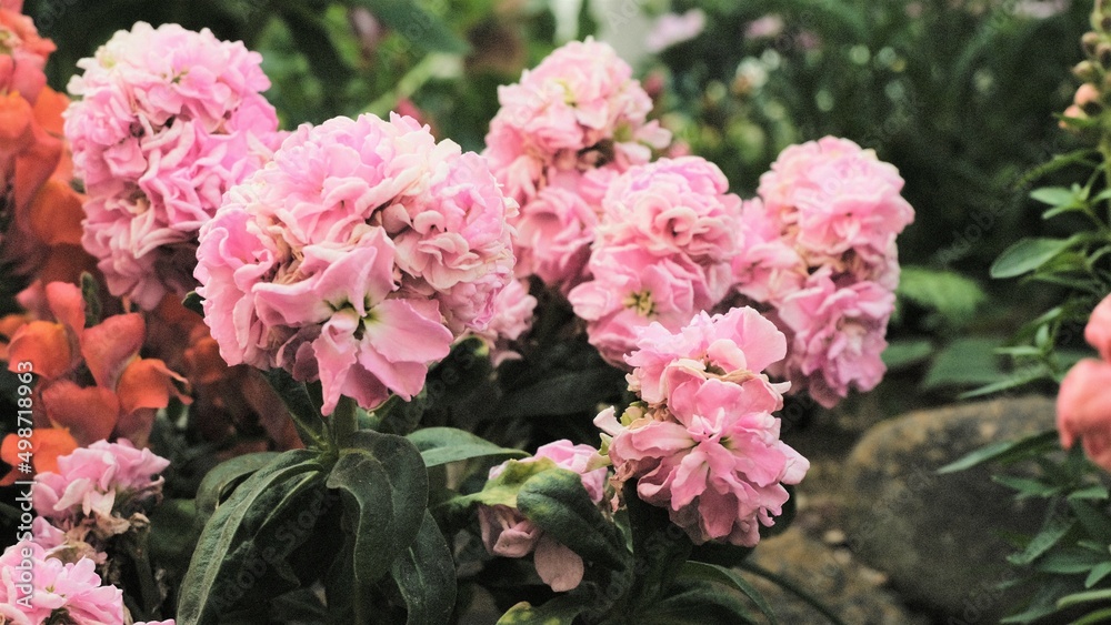 pink flowers pink flowers
